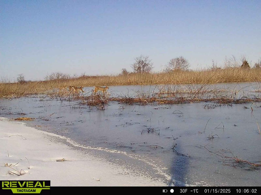 Image for 163.02 Acres +/-, County Line Road 832, Sikeston, MO 63801, MLS #25014302
