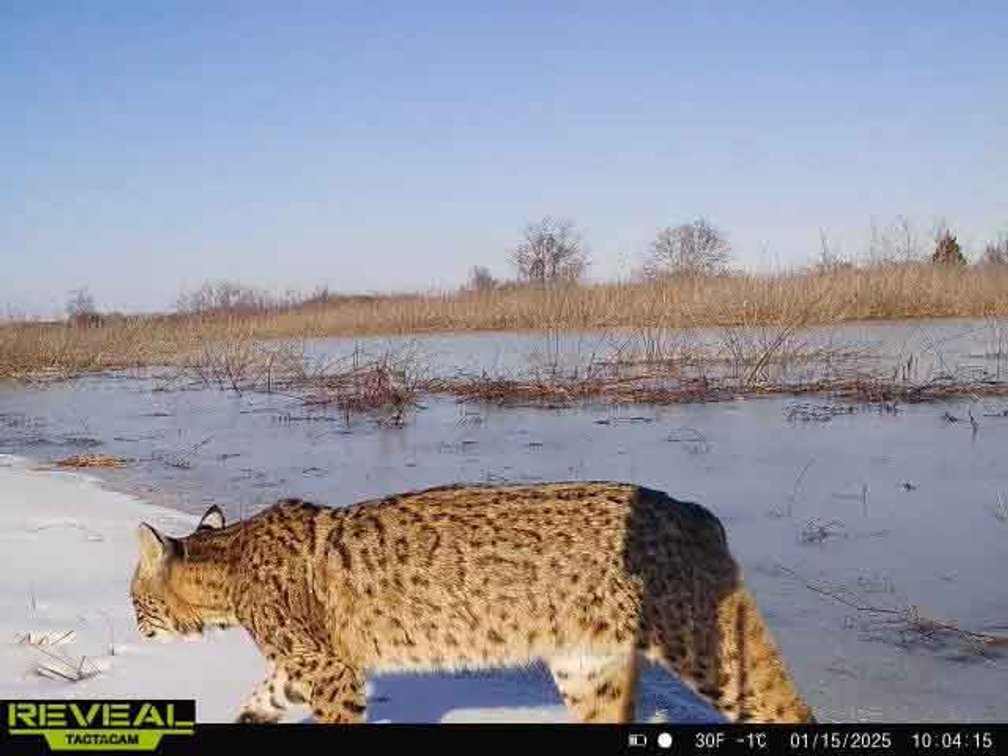 Image for 163.02 Acres +/-, County Line Road 832, Sikeston, MO 63801, MLS #25014302