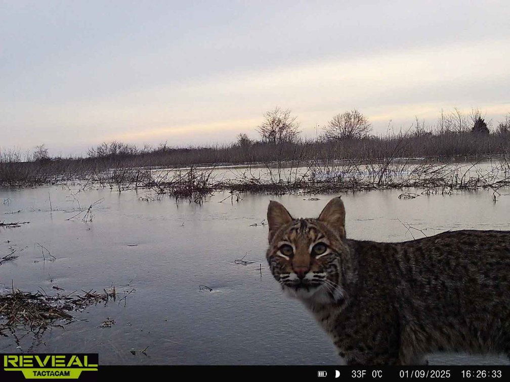 Image for 163.02 Acres +/-, County Line Road 832, Sikeston, MO 63801, MLS #25014302