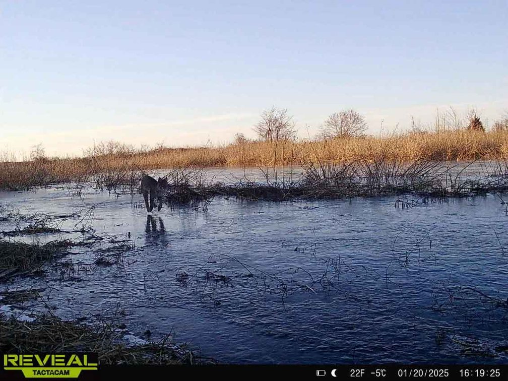 Image for 163.02 Acres +/-, County Line Road 832, Sikeston, MO 63801, MLS #25014302