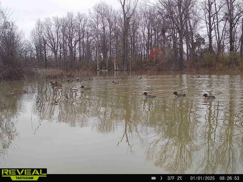 Image for 163.02 Acres +/-, County Line Road 832, Sikeston, MO 63801, MLS #25014302