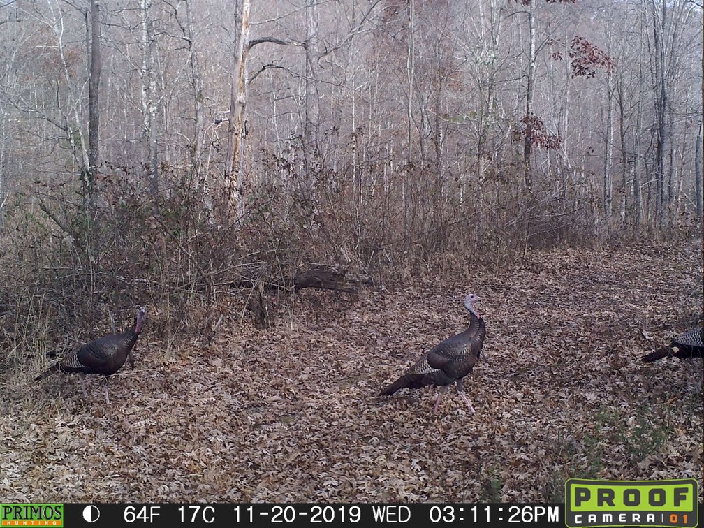 Image for 29.57 Ac +/- Off Hwy PP, Marble Hill MO 63764, MLS # 25071827