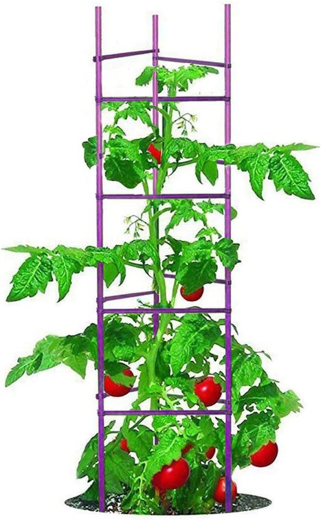 NO Splicing 5ft Tomato Cage 6-Pack with Clips & Ties, Purple
