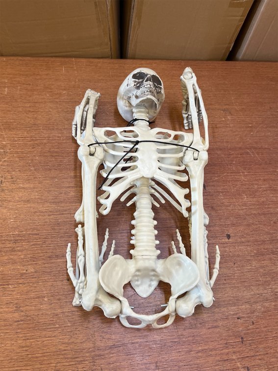 36" Plastic Halloween Skeleton