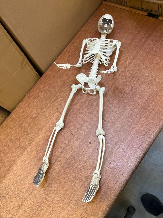 36" Plastic Halloween Skeleton
