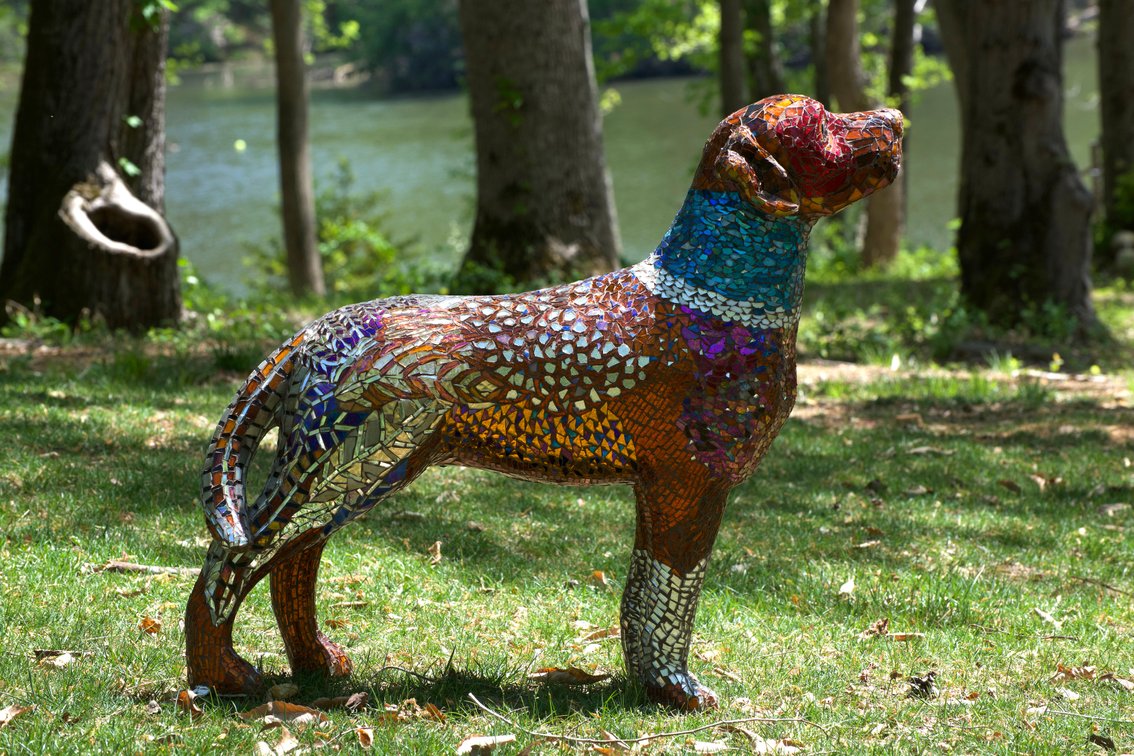 Bird Dog