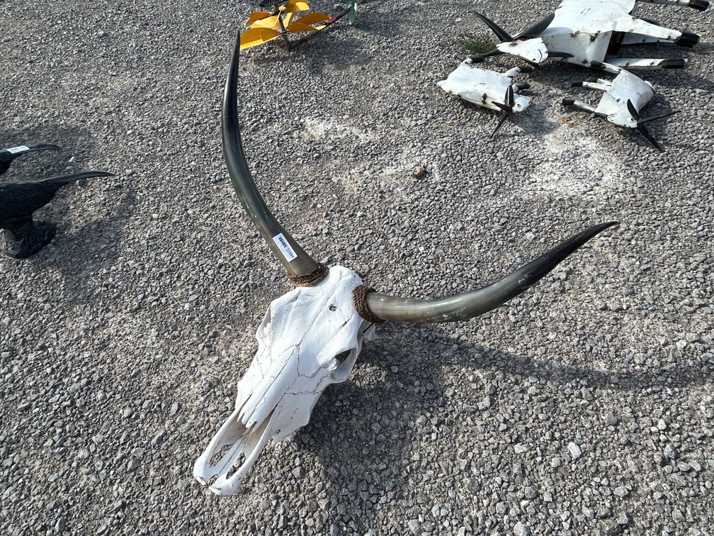 BULL SKULL HEAD DECOR
