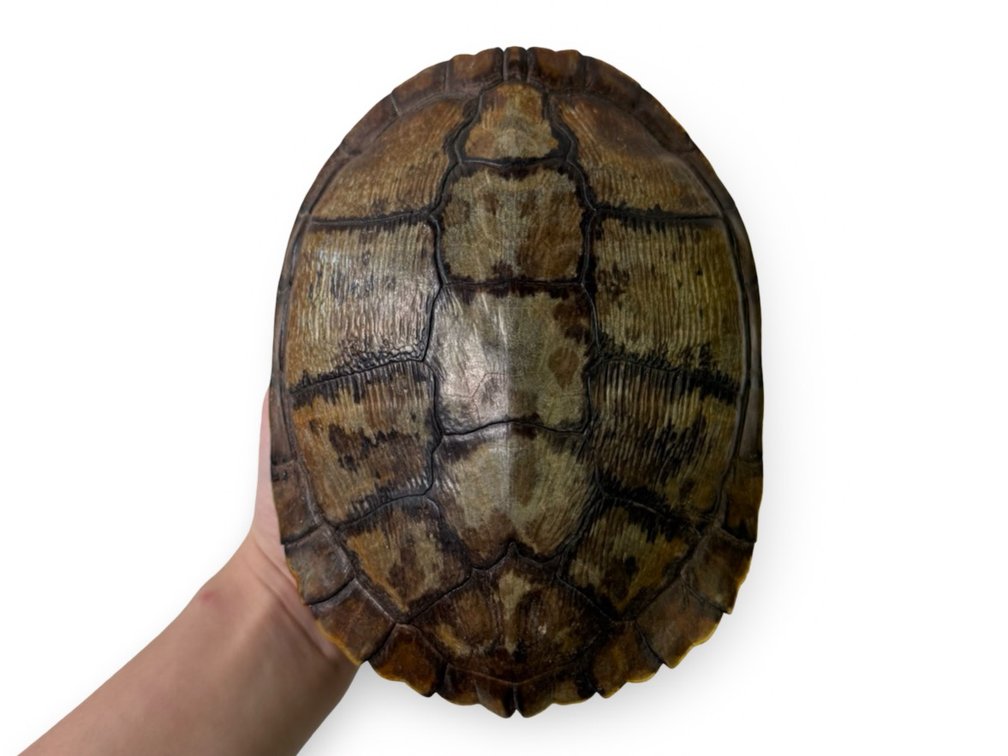 Complete Turtle Shell