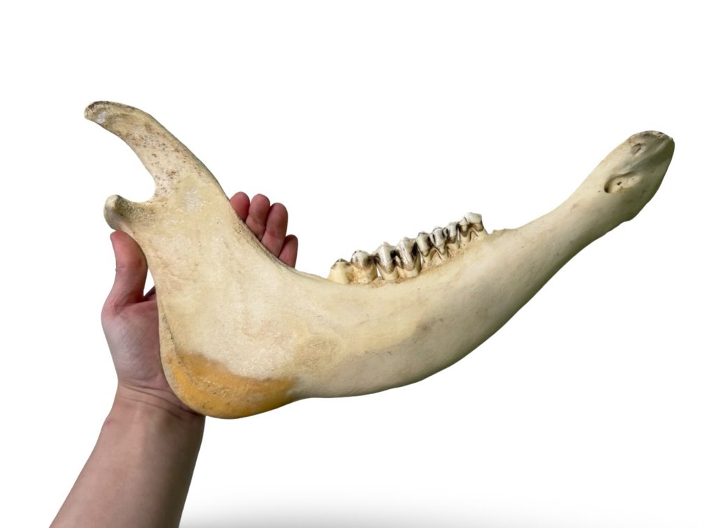 Large Animal Jaw