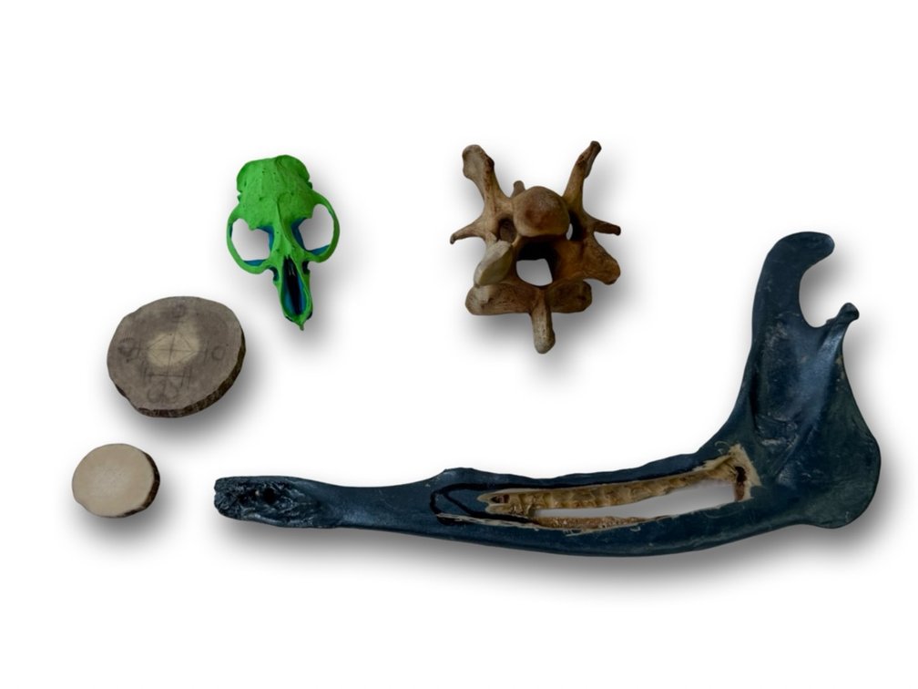 Lot Of Painted Animal Bones