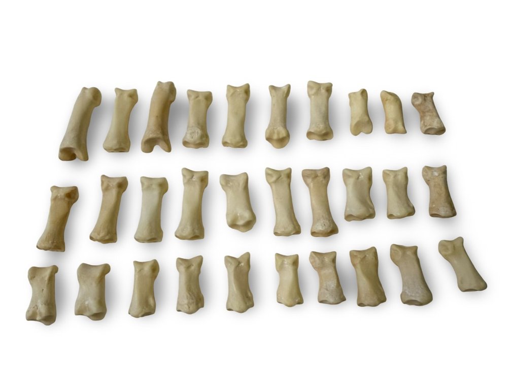 Small Wolf Bones