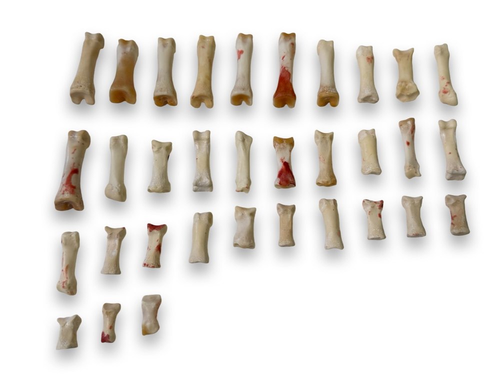 Mixed Wolf Bones