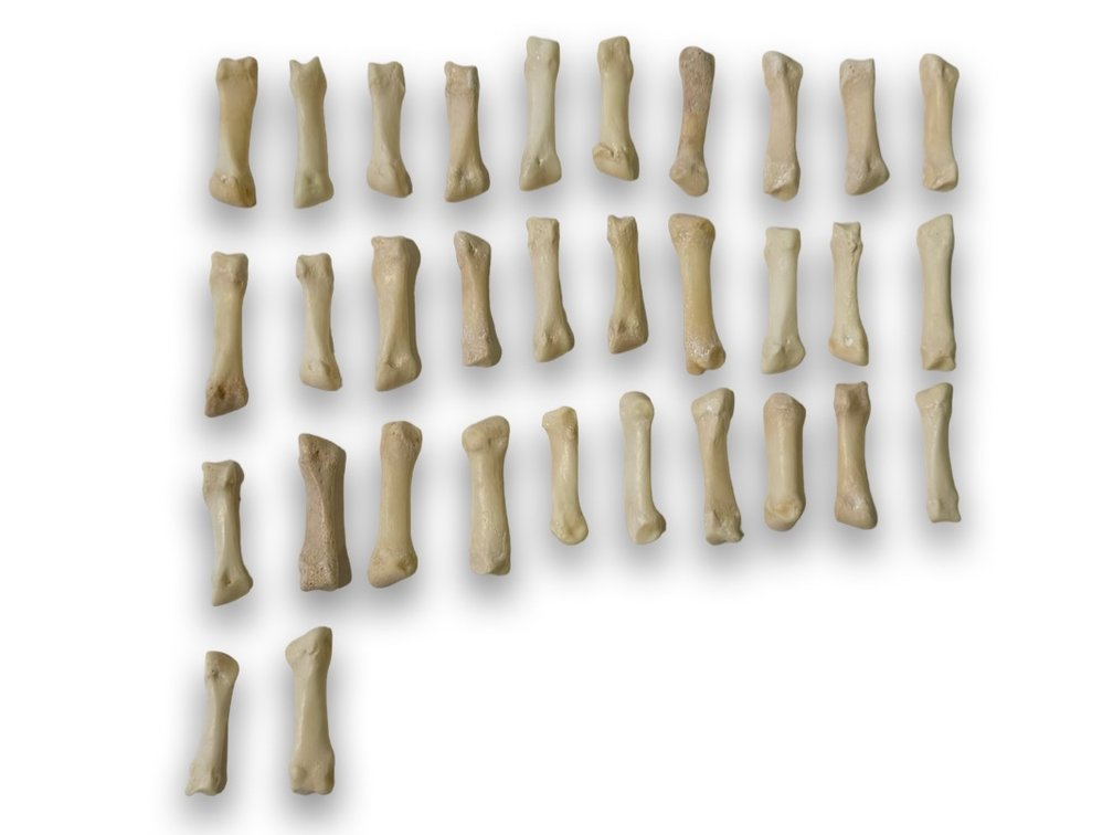 Mixed Wolf Bones