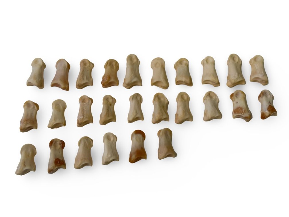 Mixed Whitetail Bones