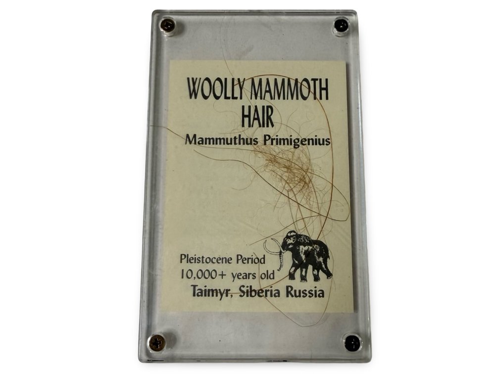 Genuine Wooly Mammoth Hair