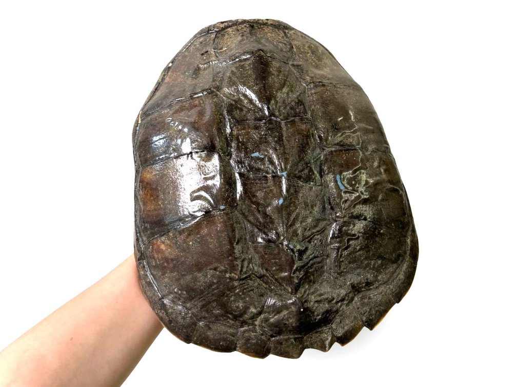 Turtle Shell, Top Portion