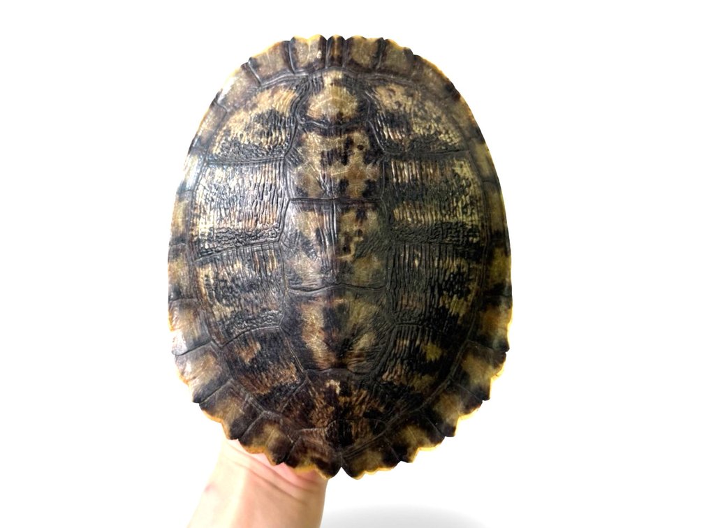 Complete Turtle Shell