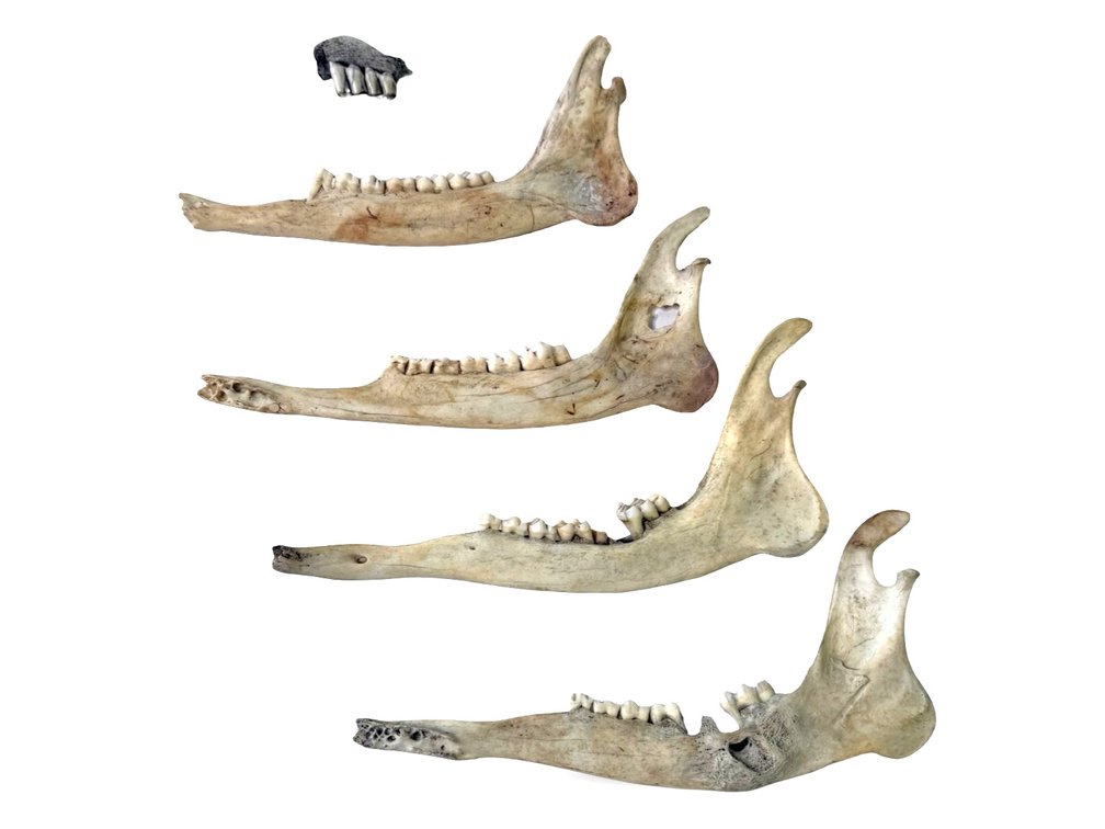 Lot of Animal Jaws