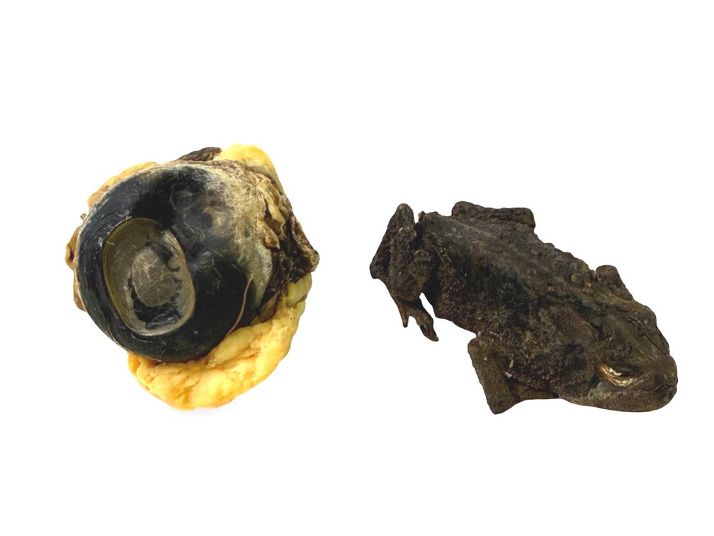 Cow Eye and Mummified Frog