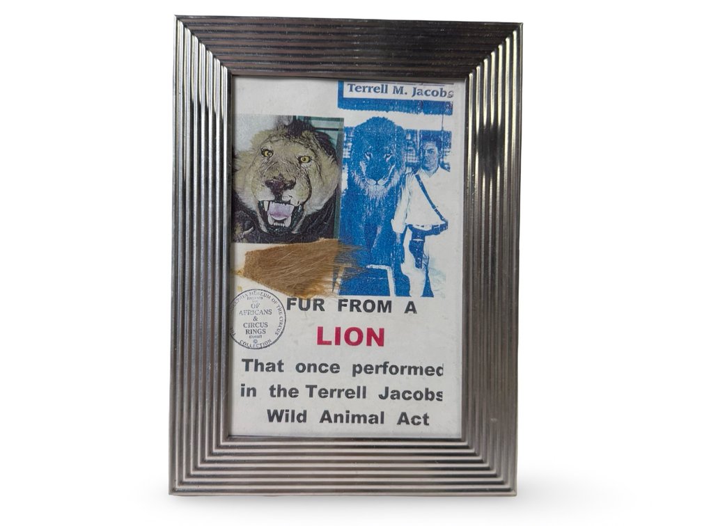 Genuine Circus Lion Fur