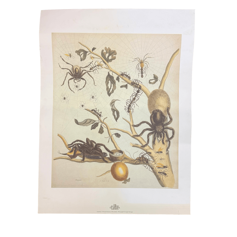 P. Sluyter Guajave Natural History Art Print