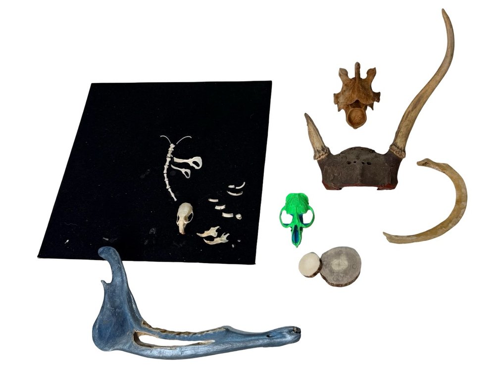 Animal Skulls, Antler Mount, Vertebra, and Bone Specimens