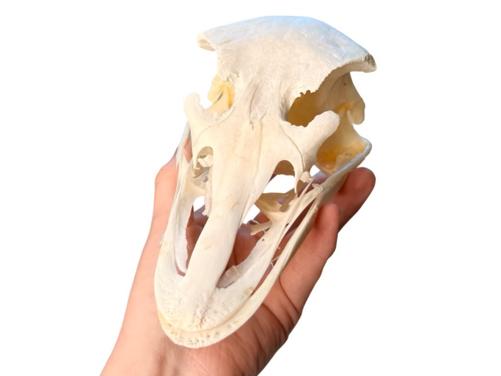 Ostrich Skull