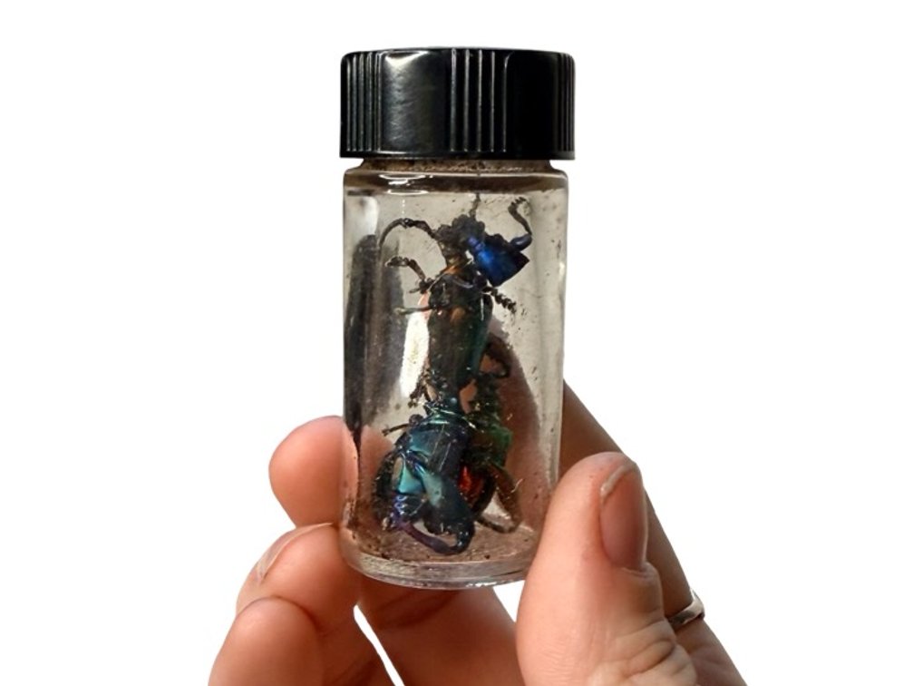 Iridescent Beetle in Glass Vial