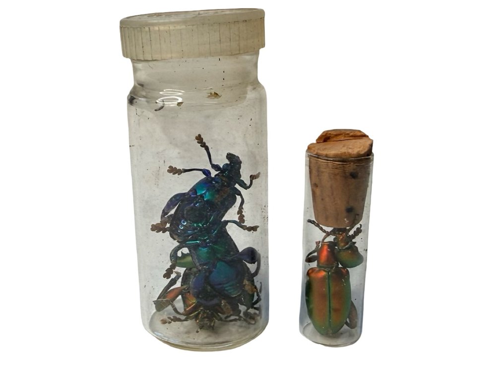 Preserved Beetle Specimens in Glass Vials and Cast Resin
