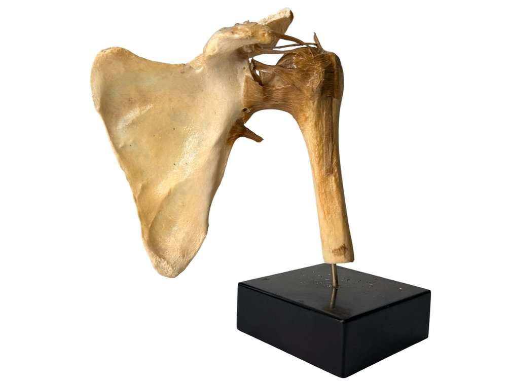 Anatomical Human Shoulder Joint Specimen on Stand
