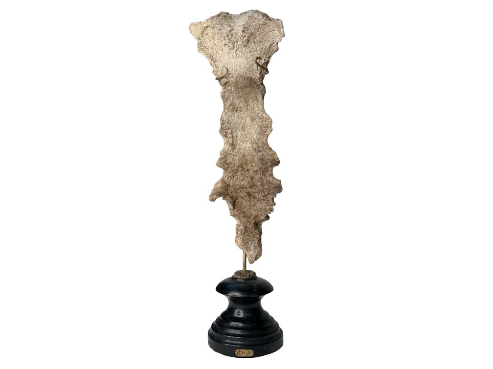 Antique Human Sternum on Pedestal Stand