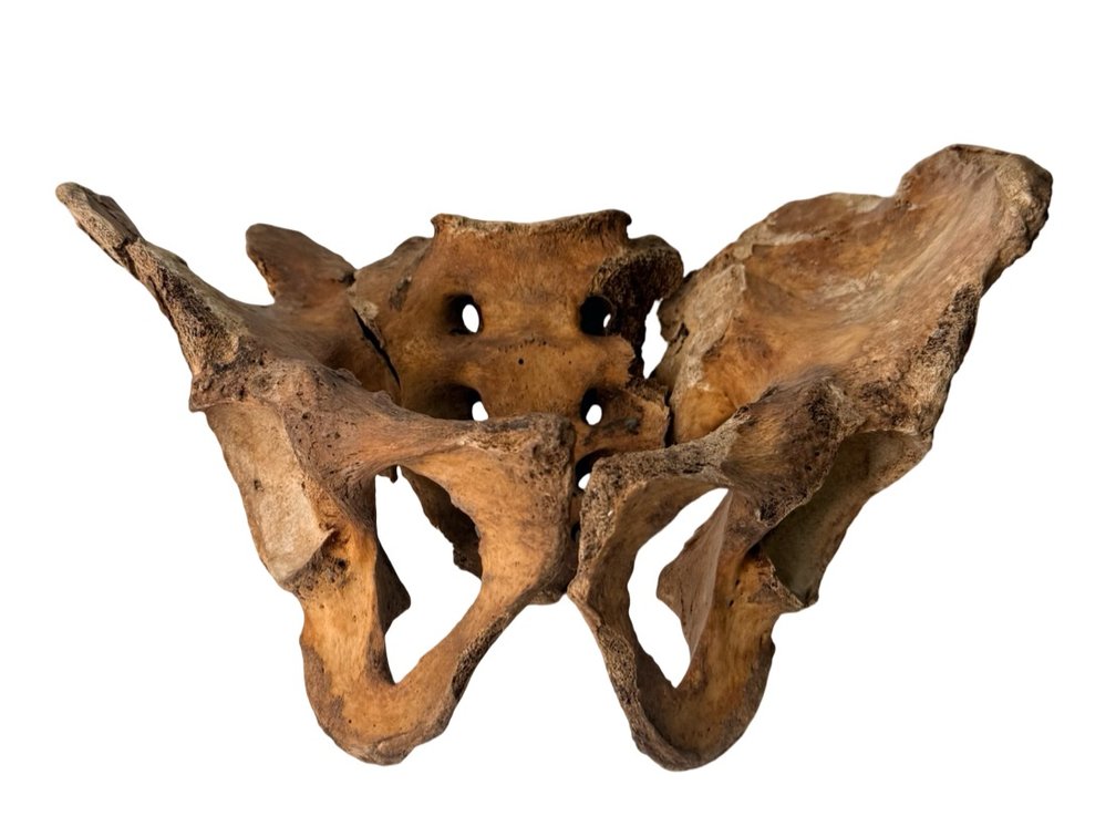 Articulated Human Skeletal Pelvis Bone Assembly