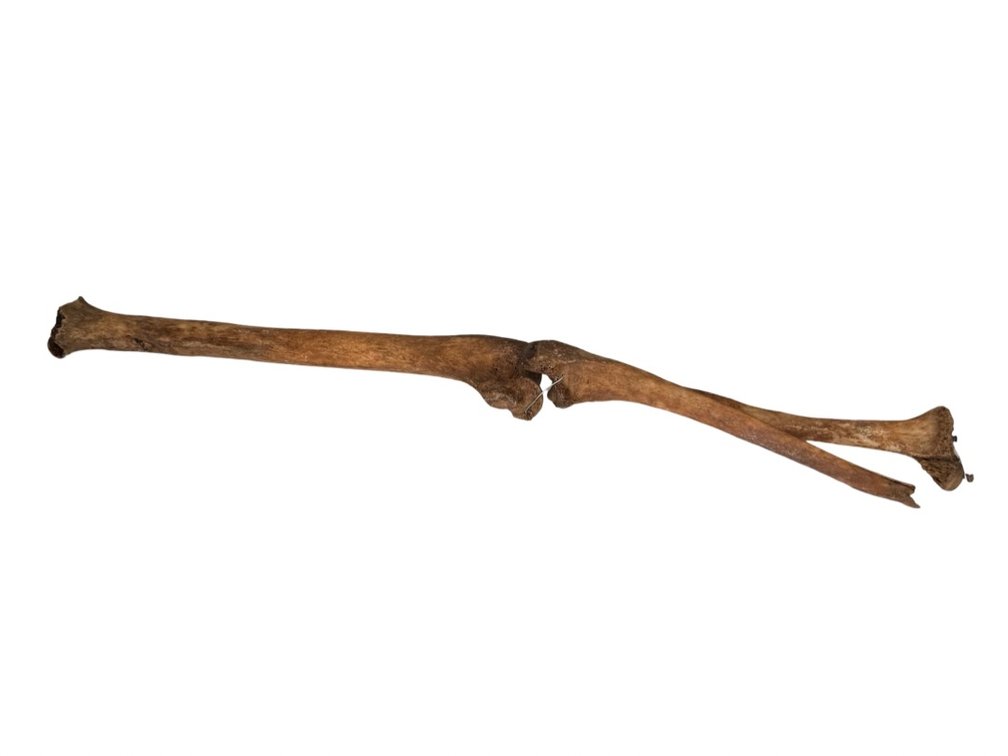 Articulated Human Arm Bones