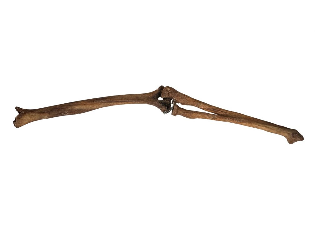 Articulated Human Arm Bones