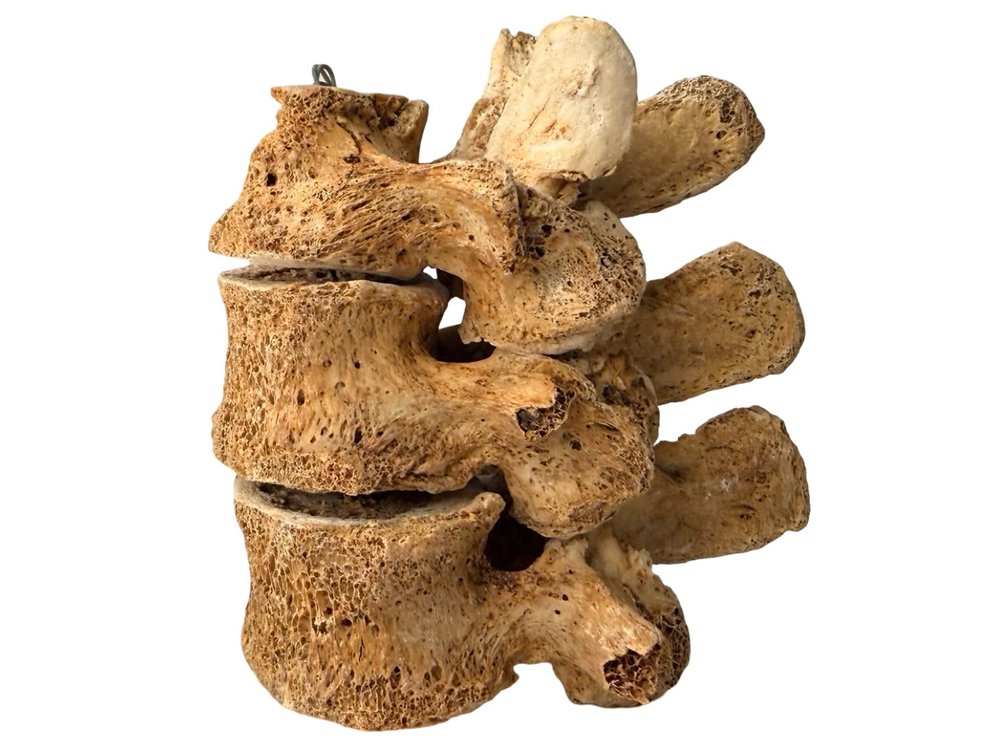 Articulated Human Bone Vertebrae Segment