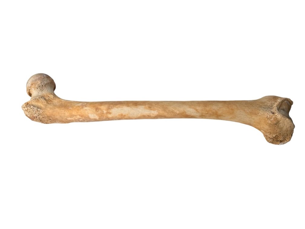 Natural Human Bone Femur