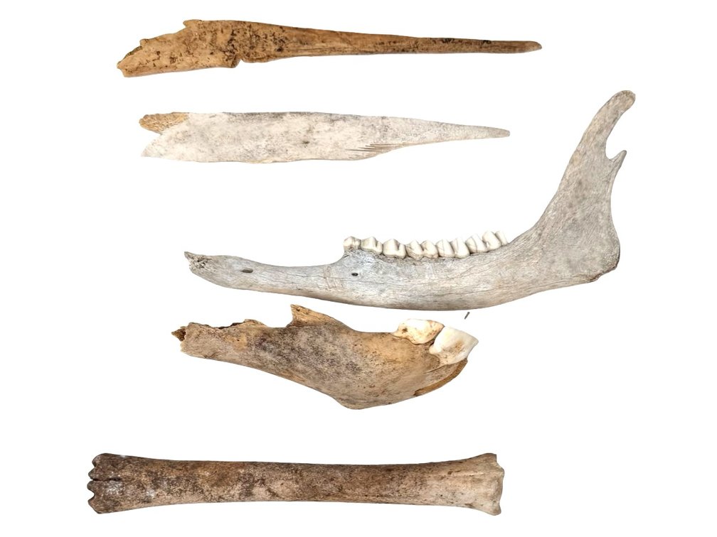 Animal Bone Specimens