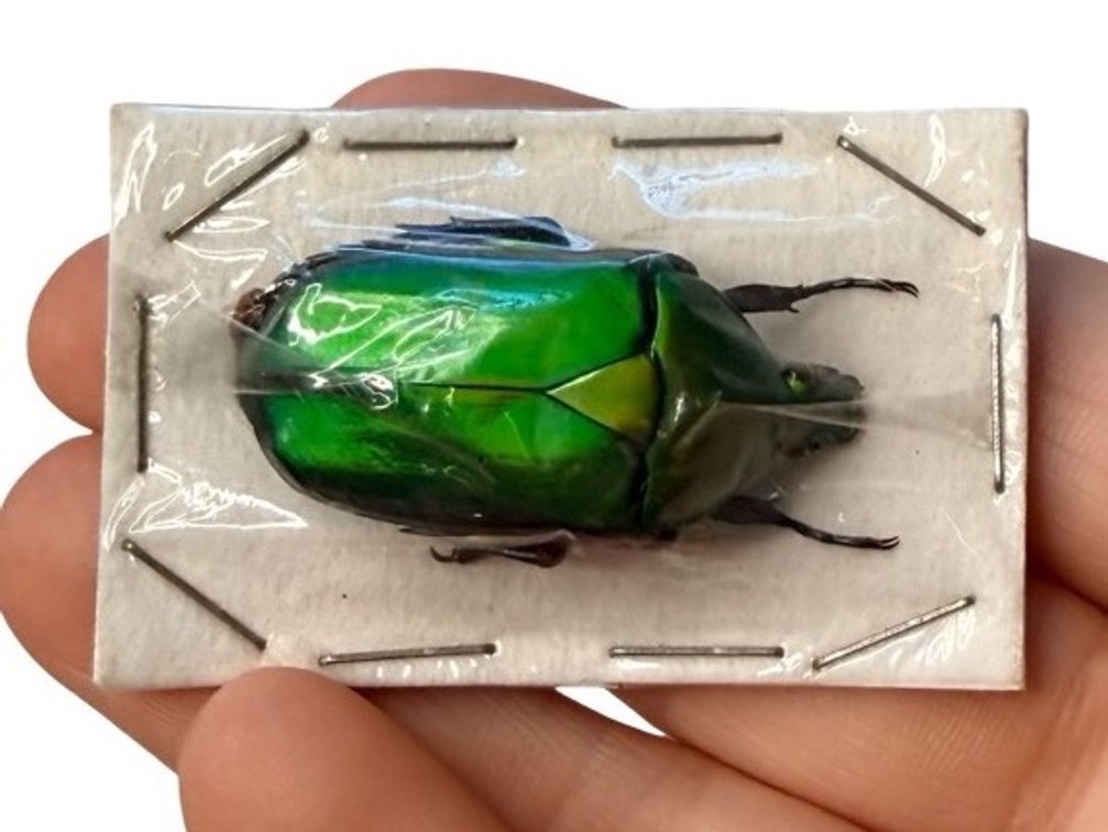 Preserved Iridescent Green Beetle Specimen