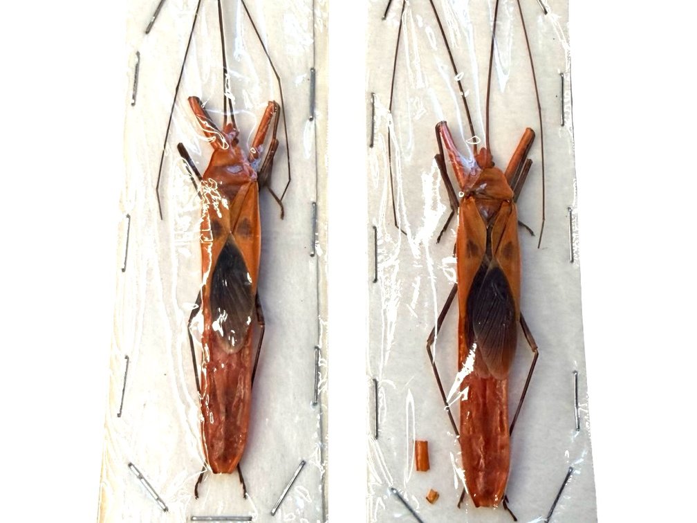 Preserved Hemiptera Insect Specimens on Card Mounts