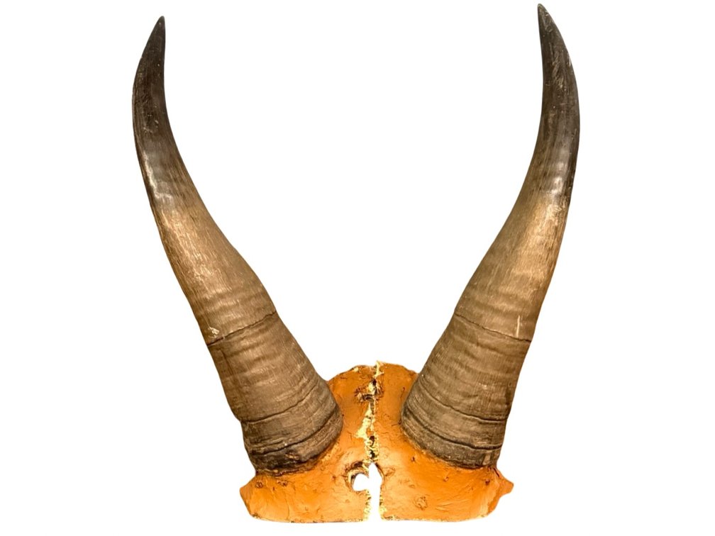 Animal Horns