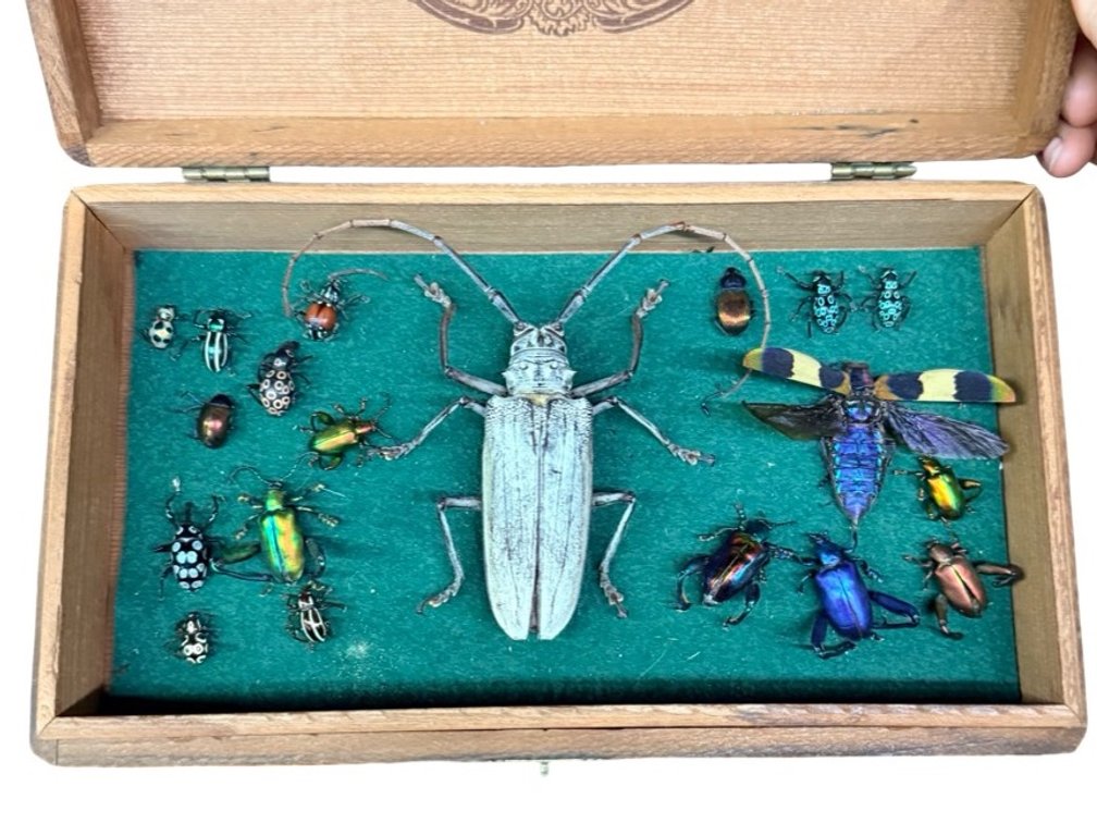Beetle Specimens in Wooden Cigar Box