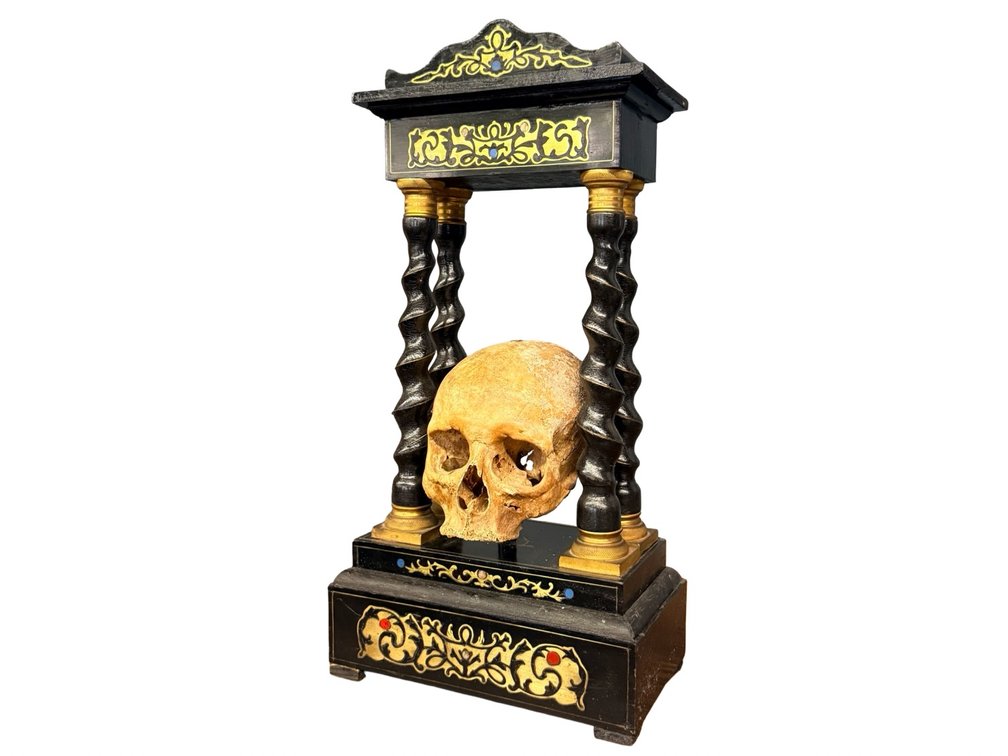 Genuine Human Skull Mounted in Custom Display Stand