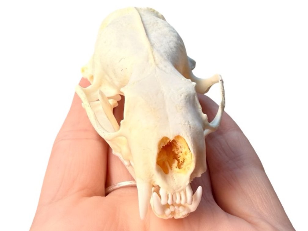 Mink Skull