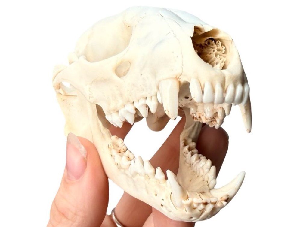 Raccoon Skull