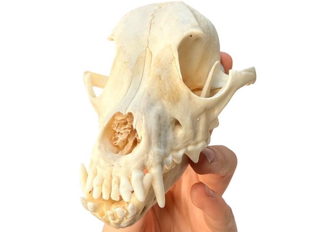 Dog Skull