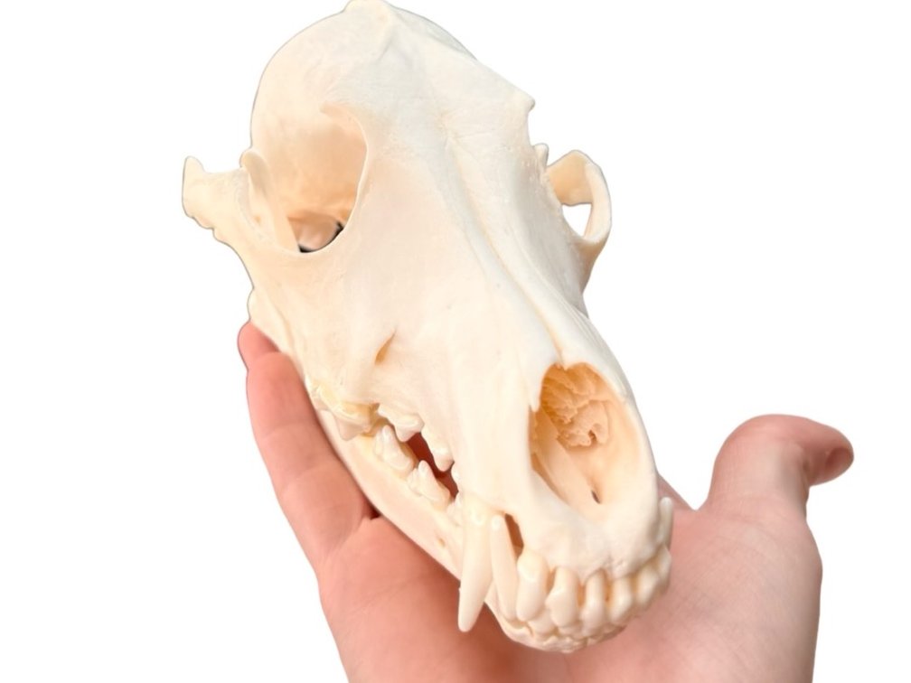 Coyote Skull