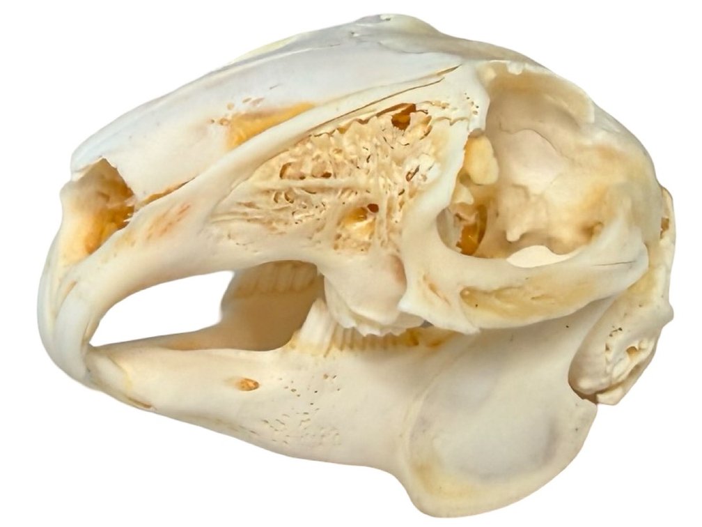 Rabbit Skull