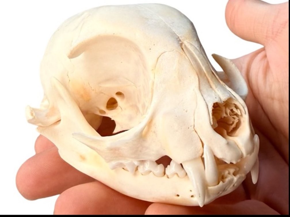 Cat Skull
