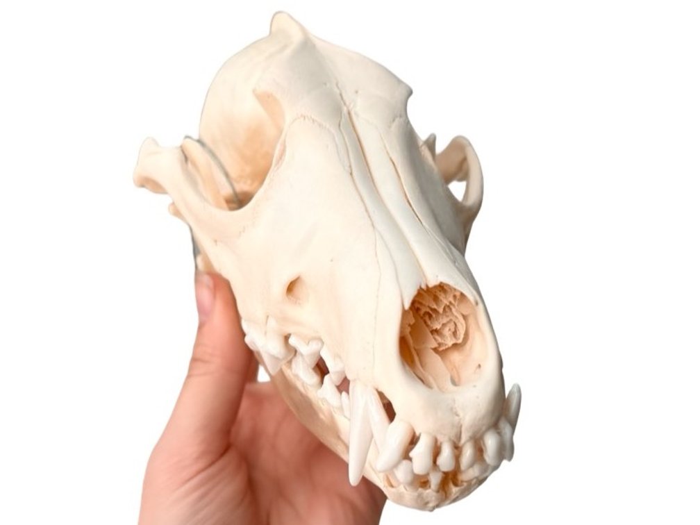 Coyote Skull