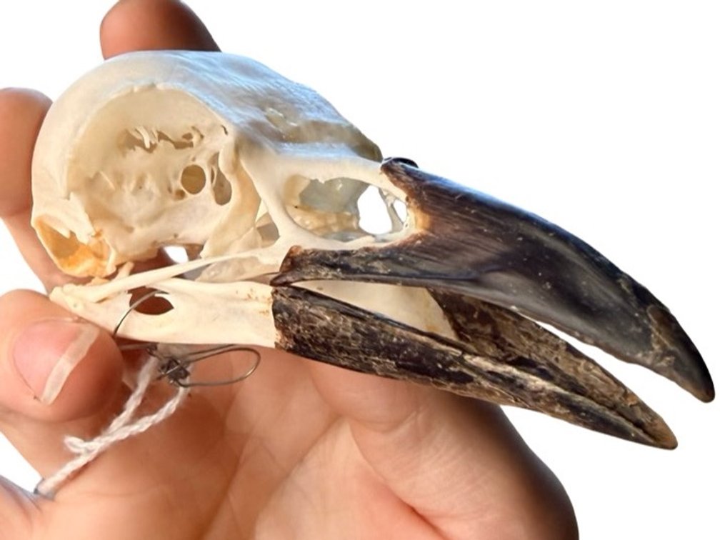 Eurasian Crow Skull